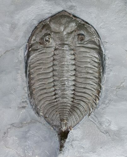 Large Dalmanites Limulurus Trilobite #11456